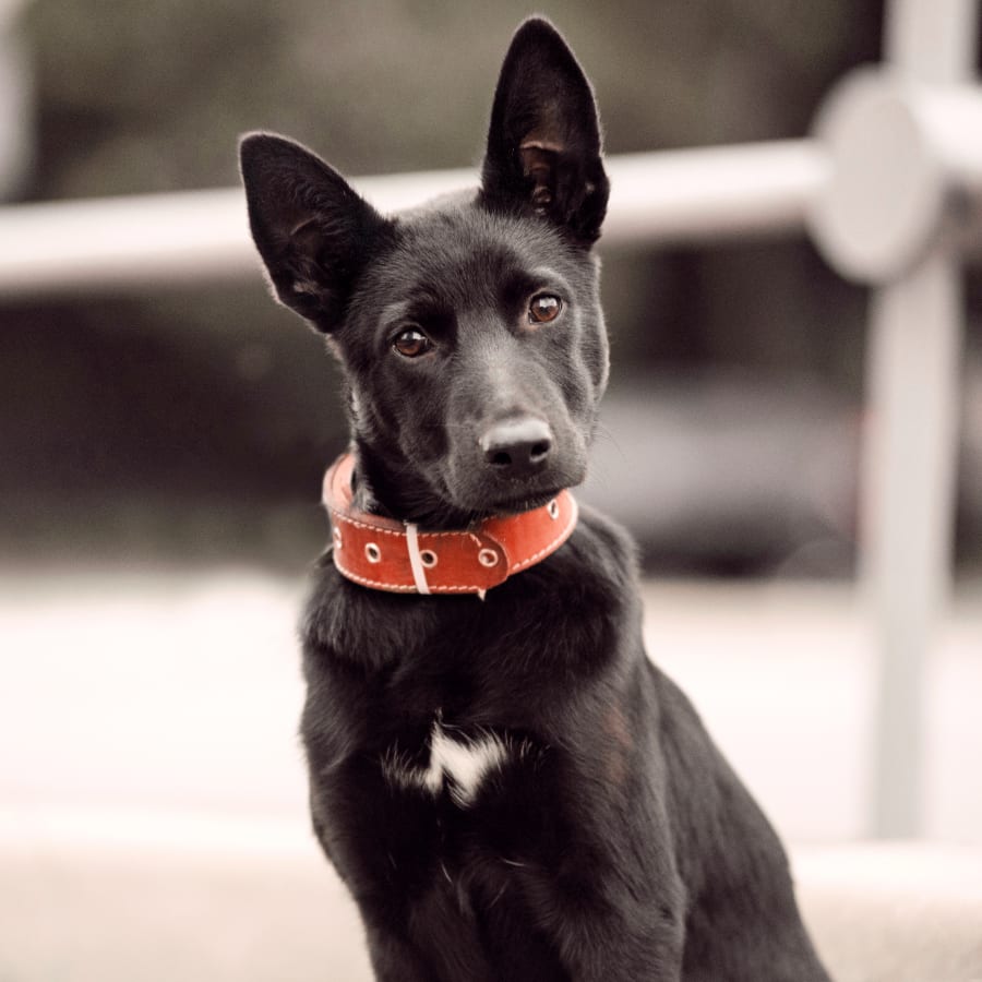 Creature Comforts Veterinary Hospital in Ankeny