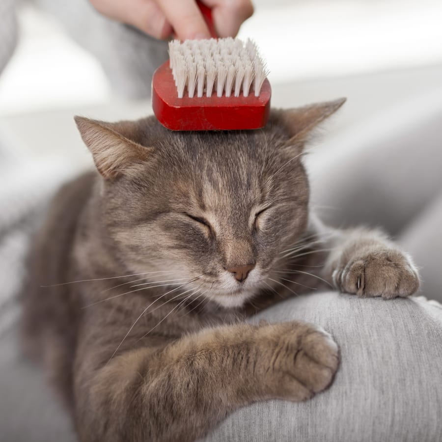 Creature Comforts Veterinary Hospital in Ankeny
