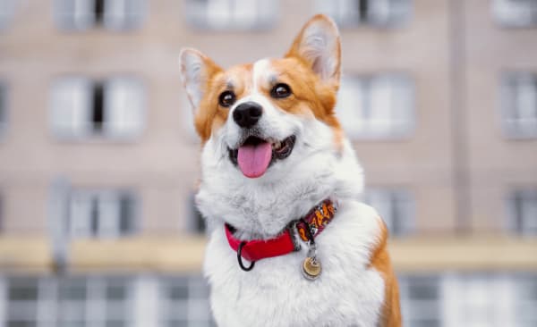 Corgi at Creature Comforts Veterinary Hospital